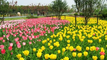 蘇州中國(guó)花卉植物園門票預(yù)訂指南及價(jià)格信息