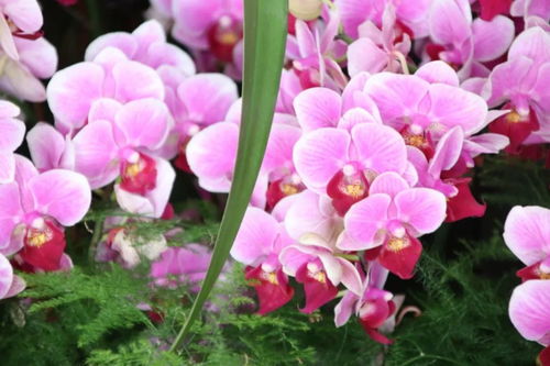 元旦祝福 自帶喜氣的綠植花卉，伴您走進2019