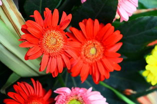 當智能家電邂逅花卉美學 打造家居綠意新生態(tài)