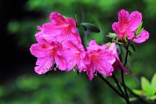 杜鵑花開紅艷艷 當傳統(tǒng)花卉與現(xiàn)代機械相遇